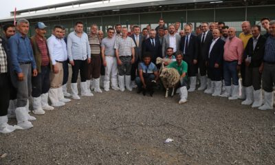 Bursa’da koyun yetiştiricisine büyük destek
