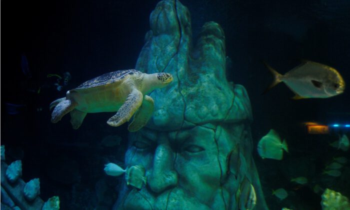 Avrupa’nın “en büyük” yeşil deniz kaplumbağası İstanbul’da