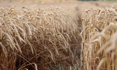 Trakya’da yağmur yağınca buğday tarlada kaldı