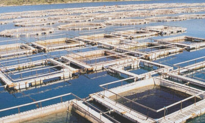 Su ürünleri yetiştiriciliği üretim değerinde büyük artış var