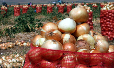 ‘Soğandaki fiyat artışı ekiminin az olmasından kaynaklanıyor’