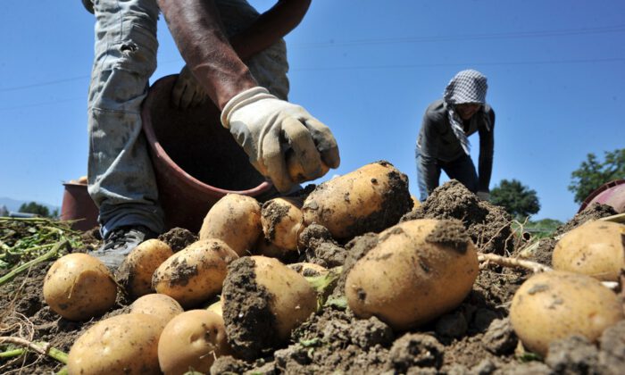 İnegöl’de patates hasadı başladı: Rekolte 40 bin  ton