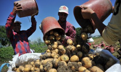 Patates üreticilerinden gümrük sıfırlanmasına tepki:  ‘İthalata gerek yok’