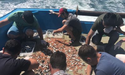 Marmara Denizi’ndeki balık stokları araştırılıyor