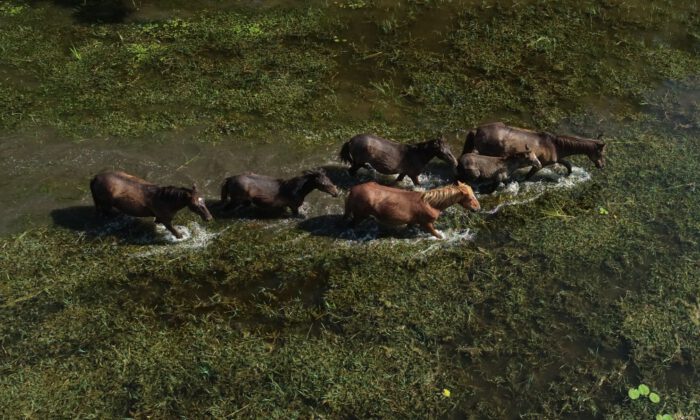 Karacabey Longozu’nun asırlık misafirleri; Atlar