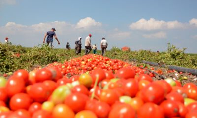 Karacabey Ovası’nda domates hasadı başladı