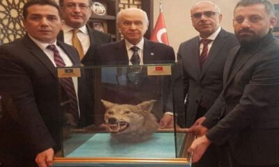 MHP lideri Bahçeli’ye 71. yaş gününde ilginç hediye; ’Kurt kafası’