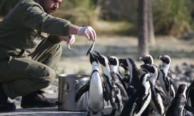 Bursa Hayvanat Bahçesi’nde penguenlerin beslenme keyfi!
