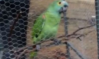 Polis baskınını haber veren papağan, gözaltına alındı