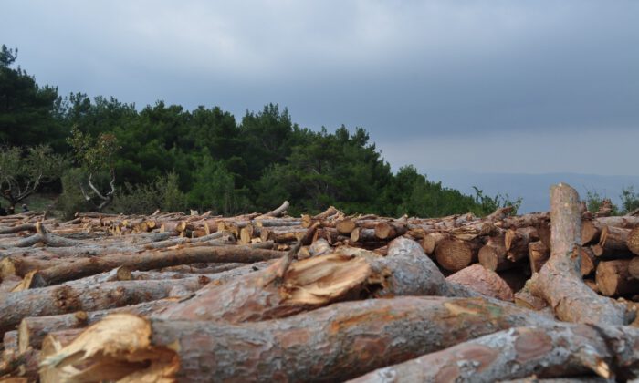 TBMM’de kabul edildi: Ormanlar şirketlere satılacak