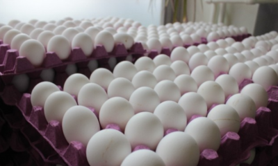 Bunu da gördük: Suudi Arabistan’dan yumurta alıyoruz!