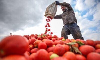 Karacabey domatesinde 1,3 milyon tonluk üretim beklentisi