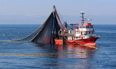 Balıkçılar tek seferde 30 ton sardalya avladı
