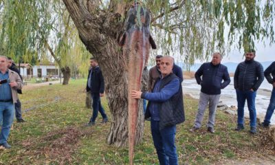 İznik Gölü’nde balıkçılar, 100 kilogramlık yayın balığı avladı