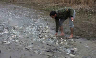 Bursa’da baraj sularının çekildiği tarladan balık topladılar