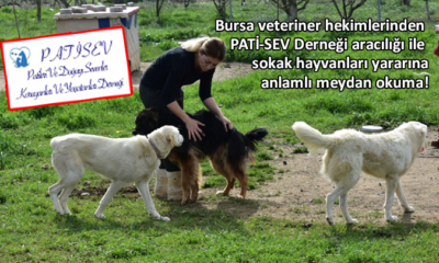 Bursa’da sokak hayvanları için anlamlı kampanya…