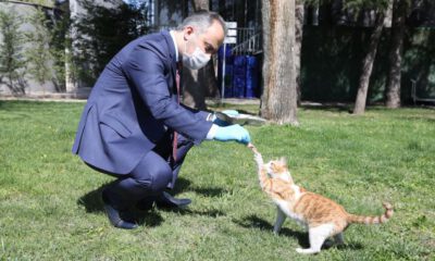 Sokak hayvanları Bursa Büyükşehir güvencesinde