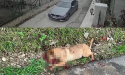 Sokakta köpek kurşunlamaya Bursa Barosu’ndan suç duyurusu