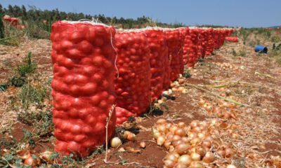 Karacabeyli soğan üreticileri destek bekliyor