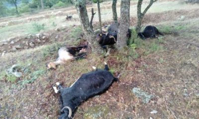 Bursa’da yıldırım düşmesi sonucu 9 keçi telef oldu