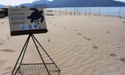 İztuzu Plajı’nda caretta caretta yuvası sayısı 661’e ulaştı