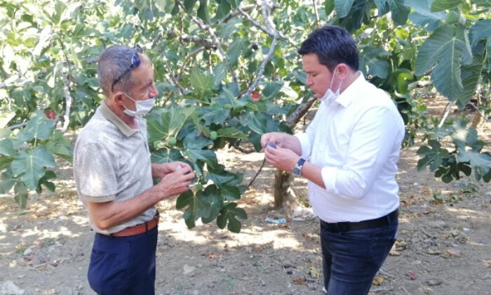 CHP’li Erkan Aydın, incir üreticisine sahip çıktı
