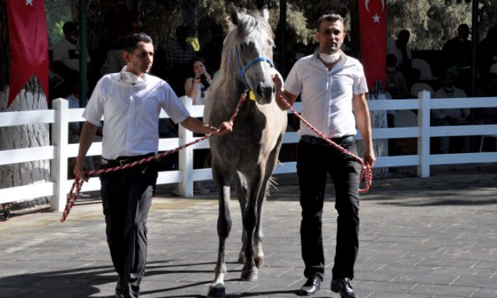 Bursa’da safkan Arap taylarının satışından 3,1 milyon lira gelir