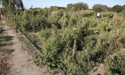 Nilüfer’deki bu bostanda çeşit çeşit biber ve domates yetişiyor