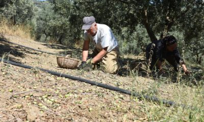 Bursa’da doludan zarar gören zeytin üreticilerine destek