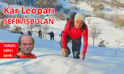 Kar Leoparı; ŞEFİK İŞBULAN…