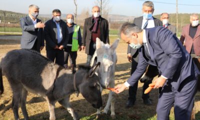 Bursa’nın emekli hayvanlar çiftliği ziyaretçilerini bekliyor