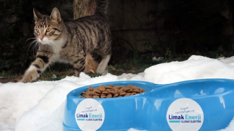 Limak Enerji, kış soğuklarında sokak hayvanlarını unutmadı