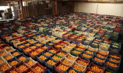 Türkiye’nin yaş meyve sebze ihracatına 5 ürün damga vurdu