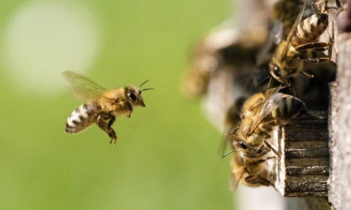 Bal arılarının demokrasi kültürüne hayran olacaksınız