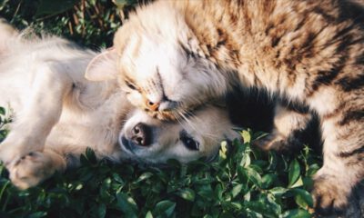 Sahipli kedi ve köpeklerin kimliklendirilmesi zorunlu olacak