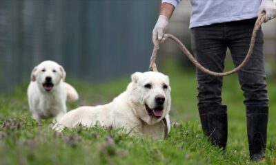 Safkan akbaş ve kangal sahiplenmek için aylarca sıra bekleniyor