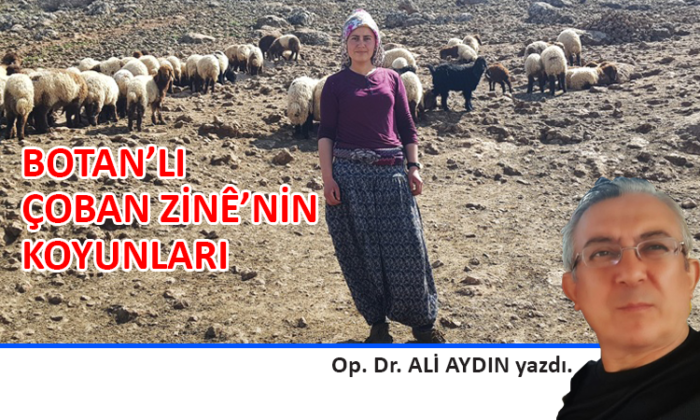 Botan’lı Çoban Zinê’nin Koyunları