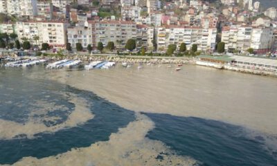 Bursa’da, plankton çoğalması deniz suyu kahverengiye dönüştürdü