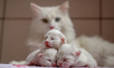 Van kedileri 2021’in ilk yavrularını dünyaya getirdi