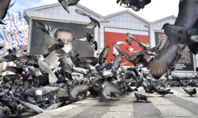 Osmangazi Belediyesi, aç kalan güvercinleri besledi