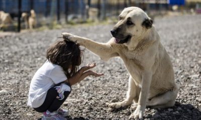 Başkentte 1000 köpek kapasiteli Patipark açıldı