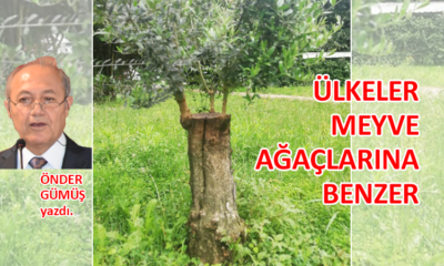 Ülkeler meyve ağaçlarına benzer