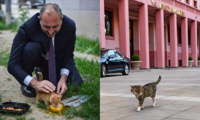 Bakan Gül’den Hayvan Hakları Yasası mesajı