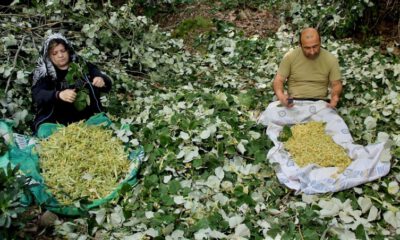 Karacabey ıhlamur ormanlarında ‘mis kokulu’ hasat başladı