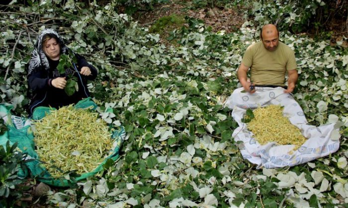 Karacabey ıhlamur ormanlarında ‘mis kokulu’ hasat başladı