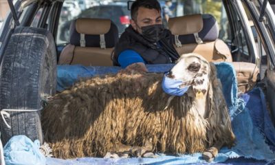 Otomobilin bagajındaki maskeli koyun gülümsetti