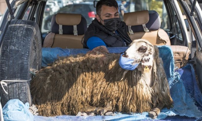 Otomobilin bagajındaki maskeli koyun gülümsetti