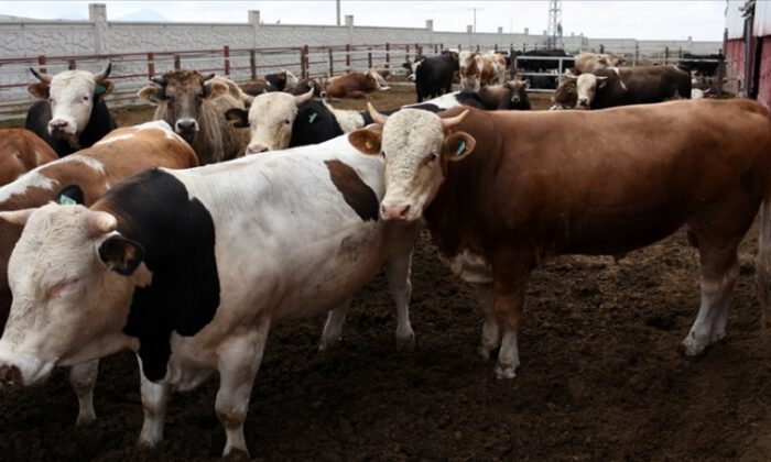 TZOB, ortalama kurbanlık fiyatlarını açıkladı