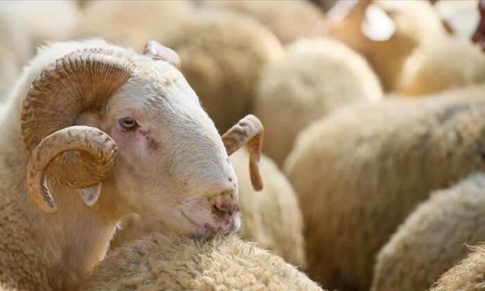 Kurban satış ve kesim yerlerinde Kovid-19 tedbirleri uygulanacak