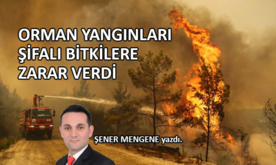 Orman yangınları şifalı bitkilere zarar verdi